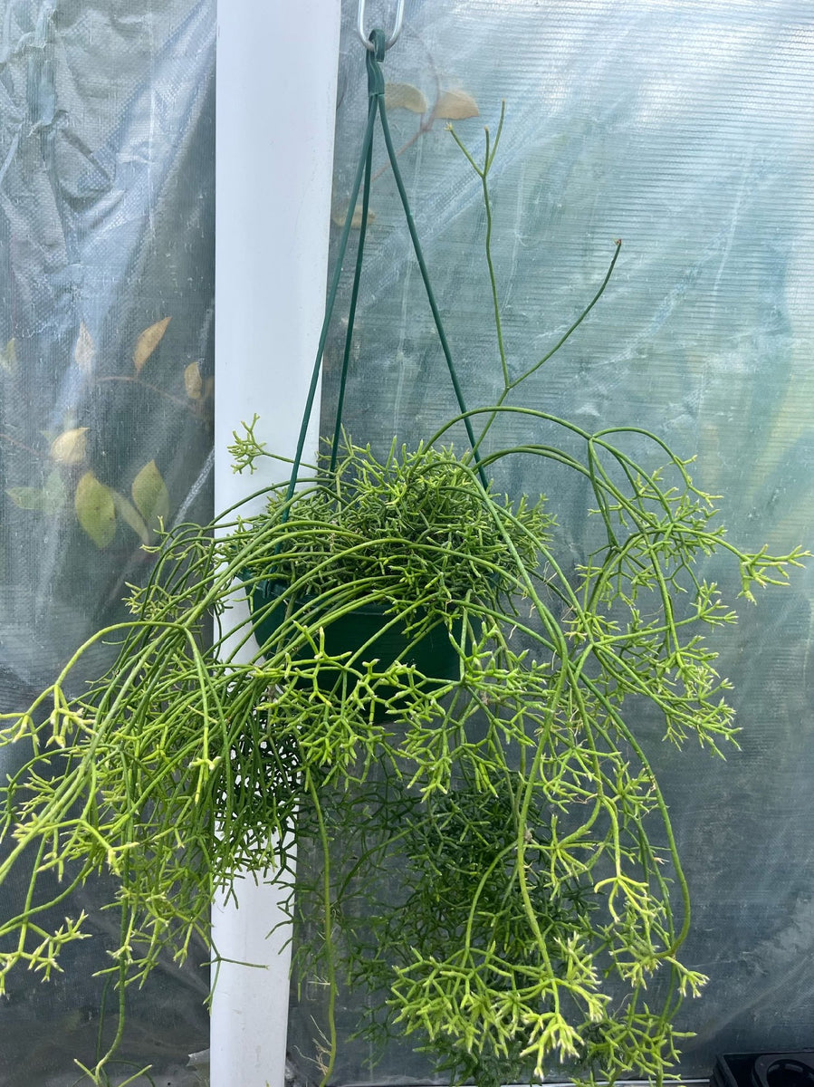 RHIPSALIS CEREUSCULA RICE GRAIN – Honeysuckle Garden
