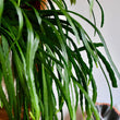Load image into Gallery viewer, RHIPSALIS BOLIVIANA XL [SZ:25CM HANGING BASKET]
