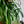 Load image into Gallery viewer, RHIPSALIS BOLIVIANA XL [SZ:25CM HANGING BASKET]
