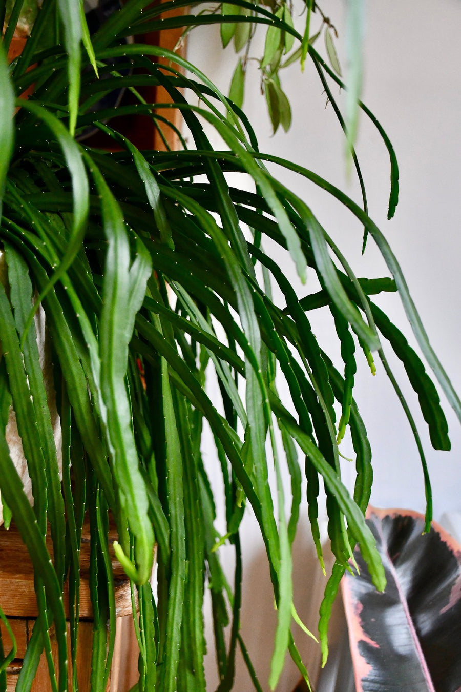 RHIPSALIS BOLIVIANA XL [SZ:25CM HANGING BASKET]