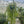 Load image into Gallery viewer, RHIPSALIS BOLIVIANA XL [SZ:25CM HANGING BASKET]
