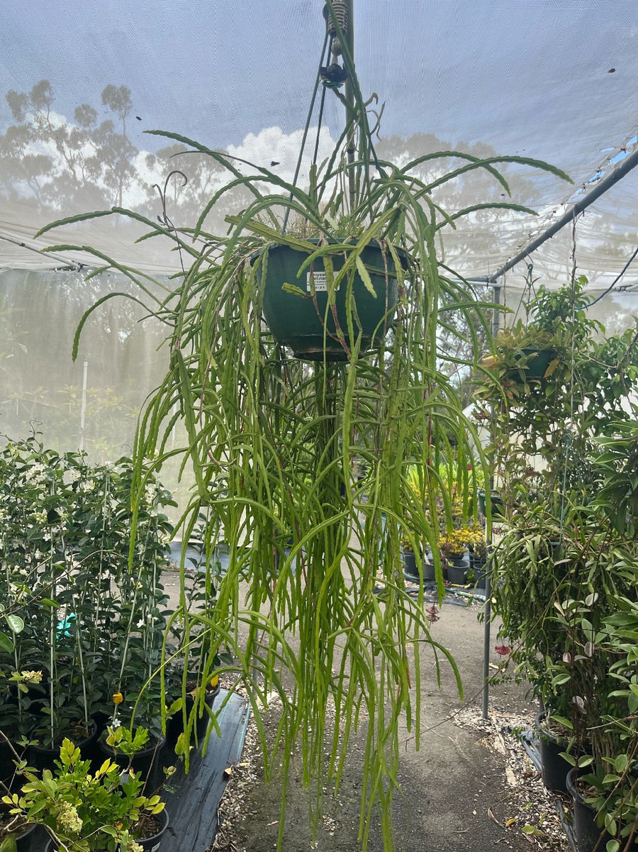 RHIPSALIS BOLIVIANA XL [SZ:25CM HANGING BASKET]