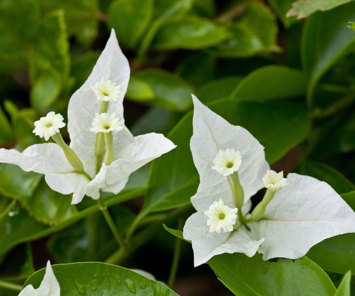 BOUGAINVILLEA WHITE PROLIFIC [SZ:30CM POT]
