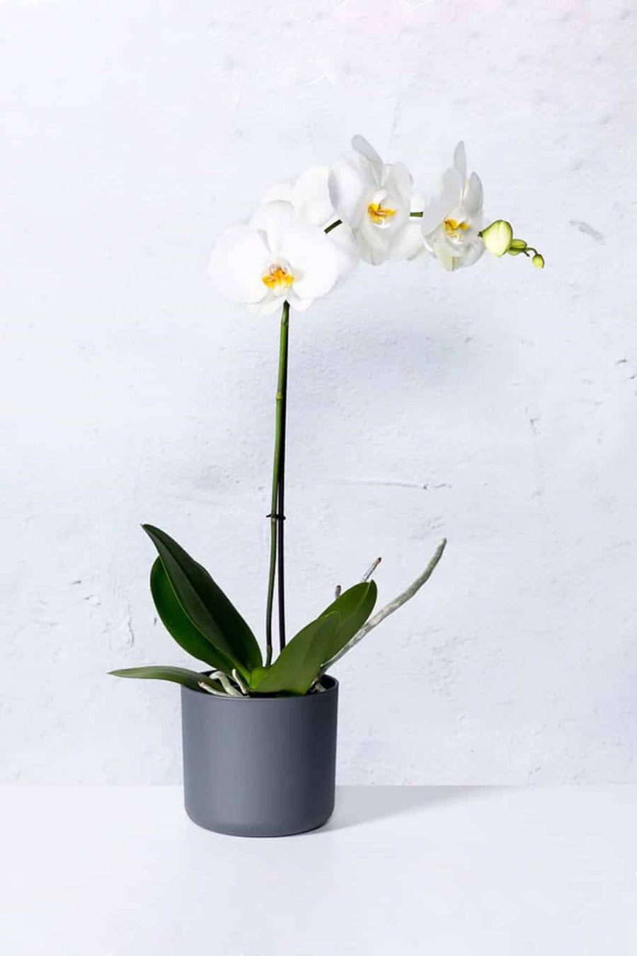 ORCHID PHALAENOPSIS LARGE SINGLE STEM WHITE