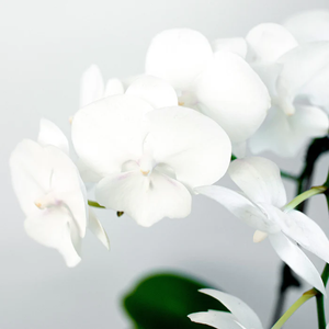 ORCHID PHALAENOPSIS LARGE SINGLE STEM WHITE