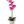 Load image into Gallery viewer, ORCHID PHALAENOPSIS LARGE SINGLE STEM MIXED
