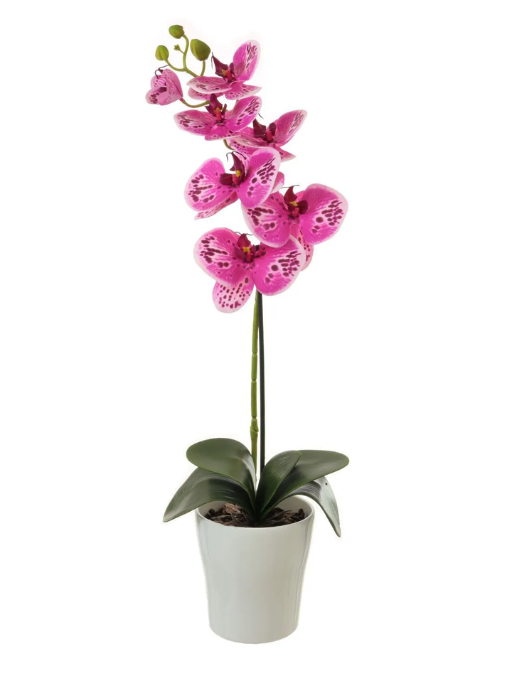 ORCHID PHALAENOPSIS LARGE SINGLE STEM MIXED