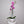 Load image into Gallery viewer, ORCHID PHALAENOPSIS LARGE SINGLE STEM MIXED
