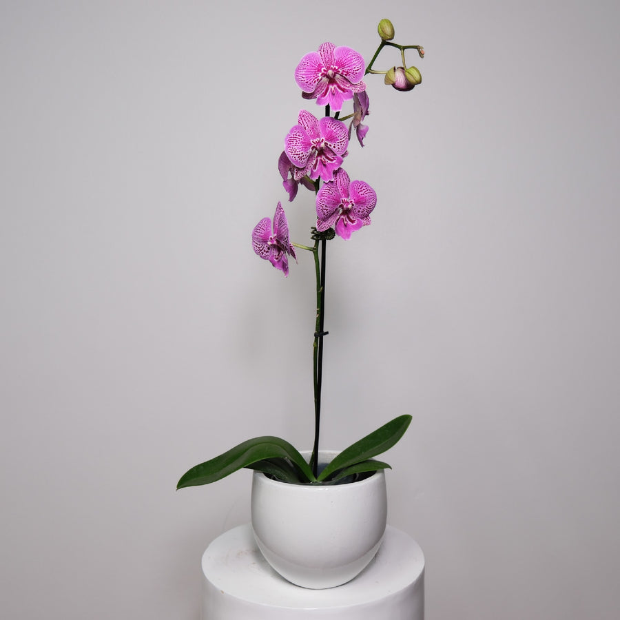 ORCHID PHALAENOPSIS LARGE SINGLE STEM MIXED