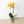 Load image into Gallery viewer, ORCHID PHALAENOPSIS LARGE SINGLE STEM MIXED
