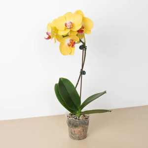 ORCHID PHALAENOPSIS LARGE SINGLE STEM MIXED