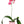 Load image into Gallery viewer, ORCHID PHALAENOPSIS LARGE SINGLE STEM MIXED
