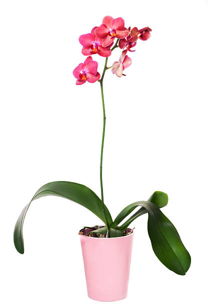 ORCHID PHALAENOPSIS LARGE SINGLE STEM MIXED