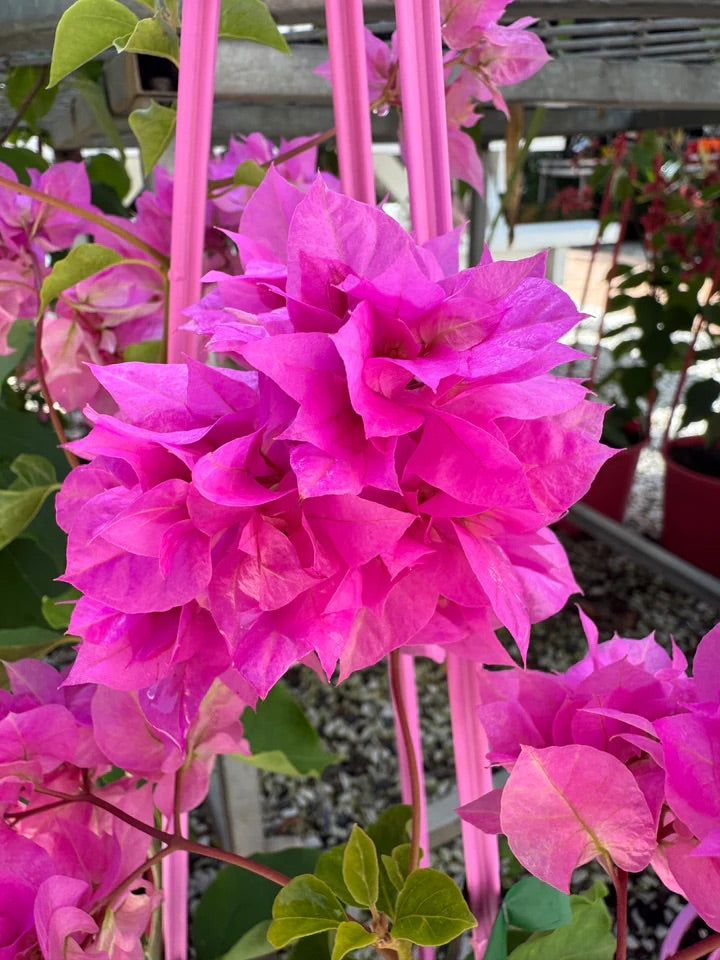 BOUGAINVILLEA PAGODA PINK [SZ:25CM POT]