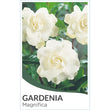 Load image into Gallery viewer, GARDENIA MAGNIFICA STD [SZ:40CM POT]
