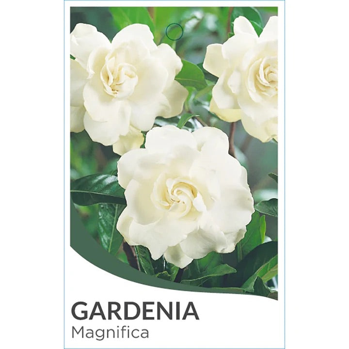 GARDENIA MAGNIFICA STD [SZ:40CM POT]