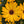 Load image into Gallery viewer, OSTEOSPERMUM VOLTAGE GOLD [SZ:14CM POT]

