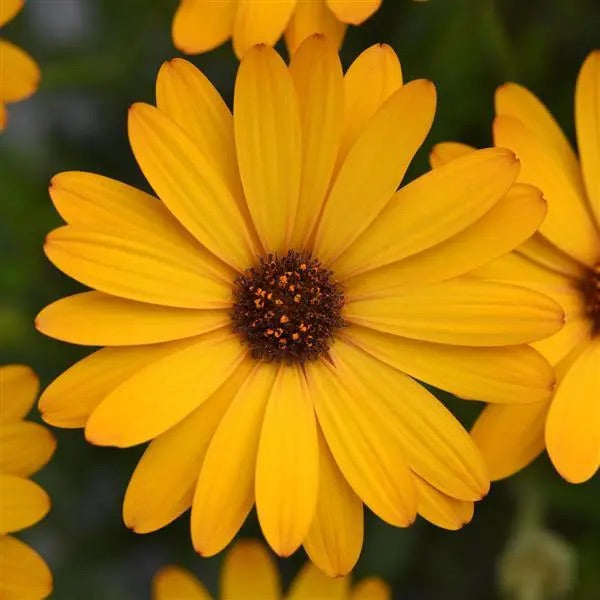 OSTEOSPERMUM VOLTAGE GOLD [SZ:14CM POT]