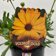 Load image into Gallery viewer, OSTEOSPERMUM VOLTAGE GOLD [SZ:14CM POT]
