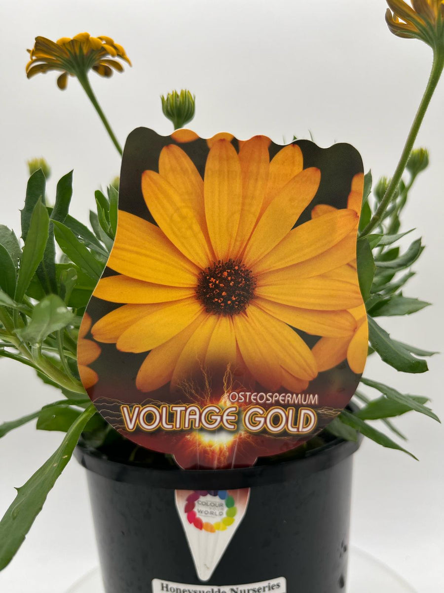 OSTEOSPERMUM VOLTAGE GOLD [SZ:14CM POT]