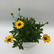 Load image into Gallery viewer, OSTEOSPERMUM VOLTAGE GOLD [SZ:14CM POT]
