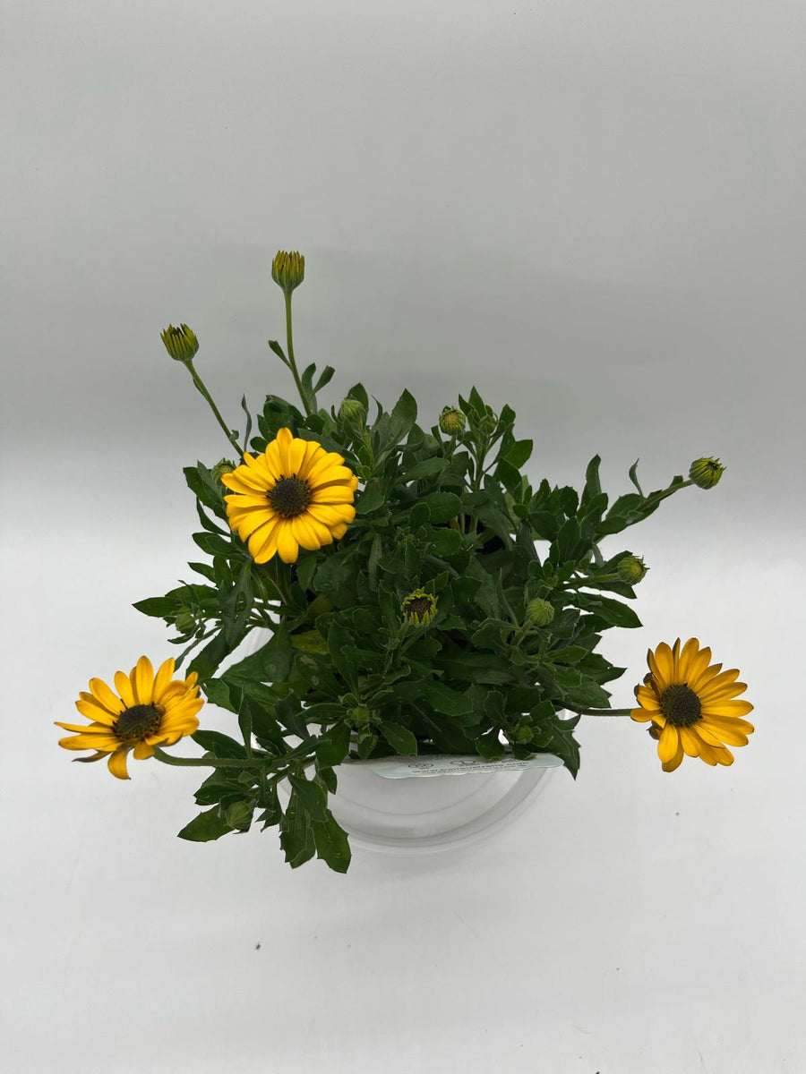 OSTEOSPERMUM VOLTAGE GOLD [SZ:14CM POT]