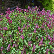 Load image into Gallery viewer, SALVIA RASPBERRY PERFECT POLLINATOR [SZ:14CM POT]
