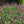 Load image into Gallery viewer, SALVIA RASPBERRY PERFECT POLLINATOR [SZ:14CM POT]
