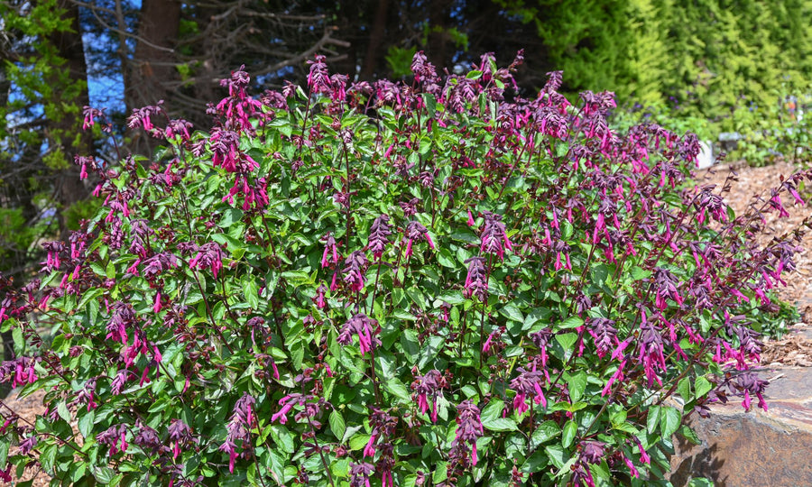 SALVIA RASPBERRY PERFECT POLLINATOR [SZ:14CM POT]