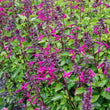 Load image into Gallery viewer, SALVIA RASPBERRY PERFECT POLLINATOR [SZ:14CM POT]
