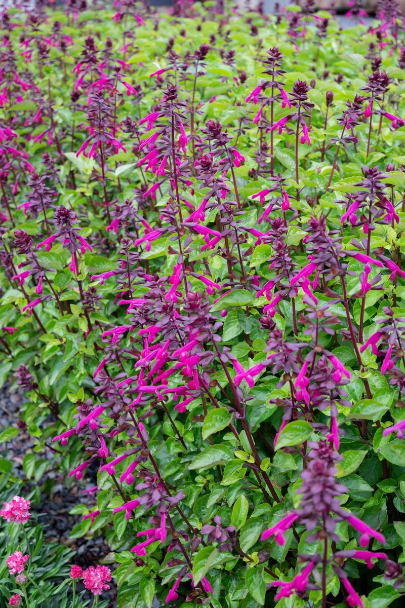 SALVIA RASPBERRY PERFECT POLLINATOR [SZ:14CM POT]