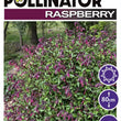 Load image into Gallery viewer, SALVIA RASPBERRY PERFECT POLLINATOR [SZ:14CM POT]

