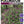 Load image into Gallery viewer, SALVIA RASPBERRY PERFECT POLLINATOR [SZ:14CM POT]
