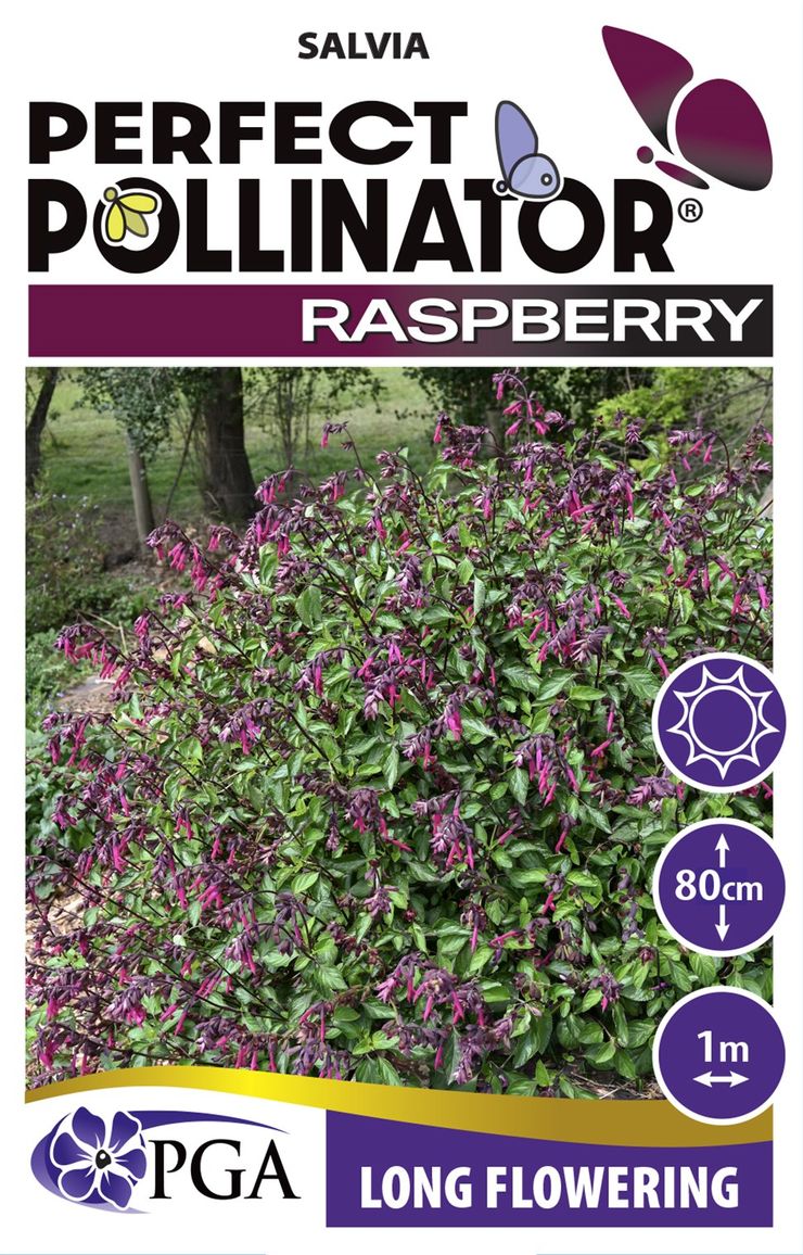 SALVIA RASPBERRY PERFECT POLLINATOR [SZ:14CM POT]