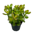 Load image into Gallery viewer, CRASSULA OVATA MINIMA [SZ:10CM POT]
