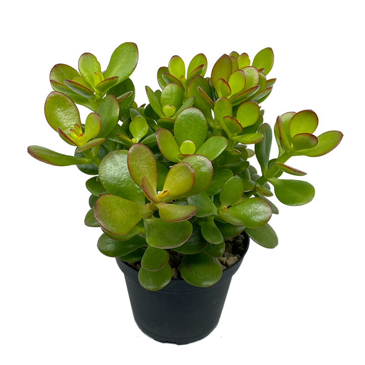 CRASSULA OVATA MINIMA [SZ:10CM POT]