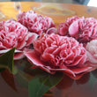 Load image into Gallery viewer, CAMELLIA HYBRID VOLUNTEER [SZ:18CM POT]
