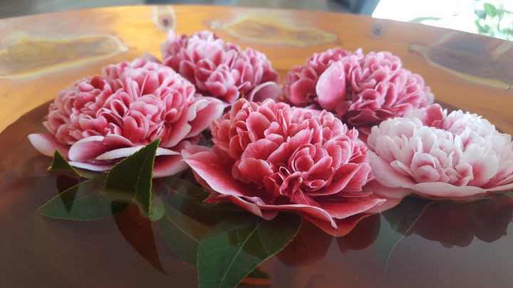 CAMELLIA HYBRID VOLUNTEER [SZ:18CM POT]