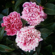 Load image into Gallery viewer, CAMELLIA HYBRID VOLUNTEER [SZ:18CM POT]
