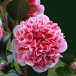 Load image into Gallery viewer, CAMELLIA HYBRID VOLUNTEER [SZ:18CM POT]
