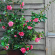 Load image into Gallery viewer, CAMELLIA HYBRID VOLUNTEER [SZ:18CM POT]
