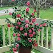 Load image into Gallery viewer, CAMELLIA HYBRID VOLUNTEER [SZ:18CM POT]
