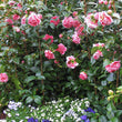 Load image into Gallery viewer, CAMELLIA HYBRID VOLUNTEER [SZ:18CM POT]
