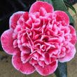 Load image into Gallery viewer, CAMELLIA HYBRID VOLUNTEER [SZ:18CM POT]
