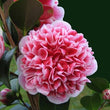 Load image into Gallery viewer, CAMELLIA HYBRID VOLUNTEER [SZ:18CM POT]
