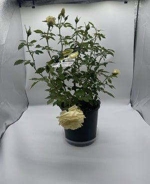 ROSA GRAHAM ROSS [SZ:20CM POT]