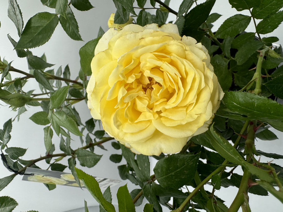 ROSA GRAHAM ROSS [SZ:20CM POT]