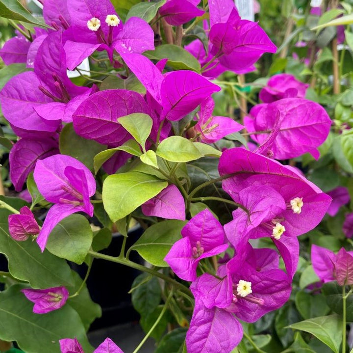 BOUGANVILLEA PURPLE MAGNIFICA TRAILLI [SZ:30CM POT]