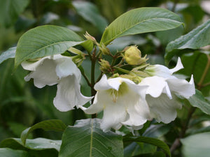 BEAUMONTIA MULTIFLORA 25CM