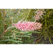 Load image into Gallery viewer, GREVILLEA FLAMINGO [SZ:14CM POT]
